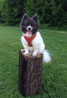 Pomeranian in grassy park